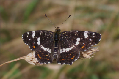 Nog een van gisteren, dit beest was behoorlijk territoriaal.
Bij elke Atalanta of Boomblauwtje die over z'n territorium vloog of maar in de buurt van 'm kwam werd weggejaagd, jammere daarvan was dat ik een aantal soorten niet kon fotograferen, later verdween het beest voor die paring die hoog in een Grove Den plaats vond.

Kodak EasyShare Ls 443