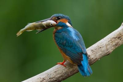 Dit is een IJsvogel uit de stad. Al een aantal jaar volg ik de vogels die vlak bij mijn huis hun gebied hebben. Het zijn nu drukke tijden voor de vogels. Zowel het mannetje als het vrouwtje zijn druk aan het vissen. Dit baarsje heeft het niet getroffen.