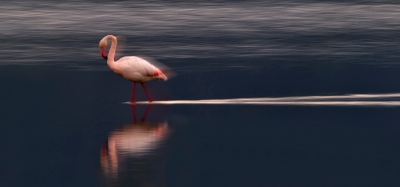 Om de mooie gracieuze loop van de flamingo te benadrukken, gekozen om een lange sluitertijd (1/4) gebruikt