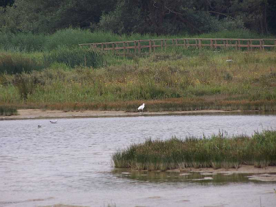 Foto genomen met een Kodak DX7590 10 keer zoom (ca 380 mm equivalent.)