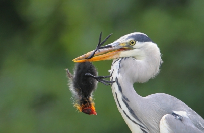 Er vloog een blauwe reiger over de weg met iets in zijn snavel, ik dacht eerst een rat. Nadat hij was neergestreken bleek het een meerkoetenpul te zijn. Ik kon net een paar foto's maken voordat hij besloot zijn buit elders te gaan verorberen.