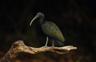 Groene Ibris staat aan het einde van de dag in het laatste licht. de vogel en zijn kleuren komen fraai los van de zwarte achtergrond.