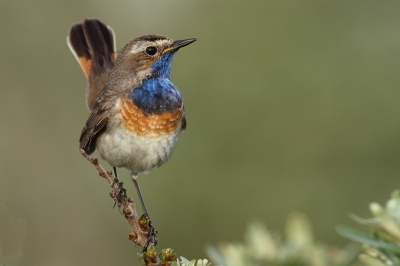 Ik stond midden in de duinen toen er een blauwborst een paar maal in buurt kwam. Zelfs zo dichtbij dat ik een stap naar achteren moest maken om scherp te kunnen stellen.