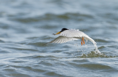 's ochtends een paar uurtjes op het strand vertoeft. Het watergat bij renesse is een leuk stuk om verschillende soorten te fotograferen. Zo waren ook deze dwergsterns druk bezig met mooie duikvluchten in het water.