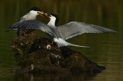 In de vroege morgen ongeveer 3 uur bij deze visdieven doorgebracht, vond dit de mooiste foto