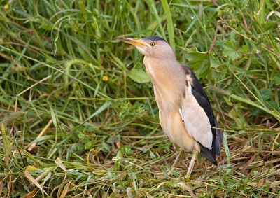 De laatste ochtend  ontmoette ik deze jongeman, wat een prachtsoort en wat gaaf om deze vogel een paar uur te observeren.