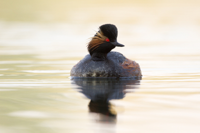 Liggend onder camo op het koude natte gras kon ik een serie mooie platen maken. De vogels kwamen zelf af en toe erg dichtbij om te kijken wat daar nu op de kant lag!