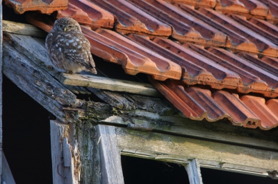 Deze opname is gemaakt met dank aan Jos van de Kerkhof op zaterdagochtend om 08.18uur in een onbewoonbare boerderij.  De zon  was sterk aanwezig en stond rechts achter mij waardoor ik nog even moest kijken hoe ik de belichting kon aanpassen zodat de steenuil aan de rechterzijde niet overbelicht werd en aan de linkerzijde niet te donker zou worden. Wat ikzelf wel mooi vind is de setting van de opname.