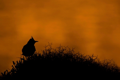 Heerlijk sfeerbeeld van deze kuifleeuwerik bij zonsondergang aan de rand van de baai van Kalloni