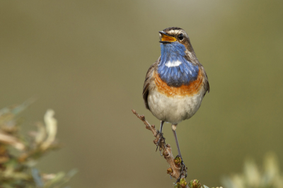 Nogmaals de blauwborst, omdat ik zoveel kon nemen. Nu zingend uit volle borst. De blauwe borst is iets onscherp omdat deze tijdens het zingen hevig vibreert.