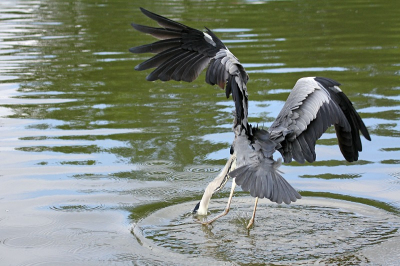 Vandaag heb ik deze reiger kunnen platen tijdens het vissen.
Na twee jaar intensief reigers spotten is het eindelijk gelukt om een vissende reiger te kunnen vastleggen.