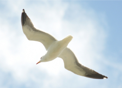 Ik weet dat deze foto kwalitatief gezien niet mooi genoeg is om op deze site te staan, maar eenmaal thuis gekomen van een paar uur vogelen/foto's schieten, viel mijn oog op deze foto van een "poot-loze" meeuw. Is dit mogelijk? Normaal gesproken zijn de poten van meeuwen in vlucht toch duidelijk zichtbaar? Heb ik een bijzonder geval, met toeval, vast weten te leggen? Ik hoor graag jullie reacties!