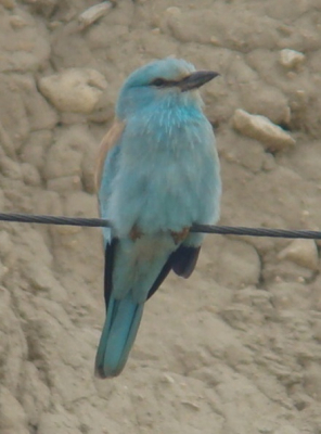 This bird is 30 cm long and blond neck is the size of crows. Turquoise blue due to Body, Rvtnh the flight feathers brown with black wings and under the blue trunks and colorful ago, is not confused with other birds (only likely, the young bird to be confused with the Green Qbay Hindi).