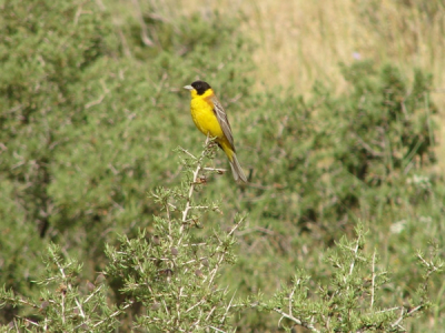 The Black-headed Bunting, Emberiza melanocephala, is a passerine bird in the bunting family Emberizidae, a group now separated by most modern authors from the finches, Fringillidae.

It breeds in southeast Europe east to Iran. It is migratory, wintering in India. It is a rare but regular wanderer to western Europe.

Black-headed Bunting breeds in open scrubby areas including agricultural land. It lays 4-6 eggs in a nest in a tree or bush. Its natural food consists of insects when feeding young, and otherwise seeds.