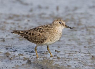 Gisteravond lang bij deze vogeltjes doorgebracht. Ik heb dezelfde verbazing als Rob Kuiper toen hij onlangs deze soort fotografeerde: dit strandlopertje is kleiner dan een huismus! De keren dat ik ze als vogelaar door de telescoop heb gezien, viel mij dit niet op, maar zo dichtbij wel.  Hier kijkt de vogel ophoog naar potentieel gevaar