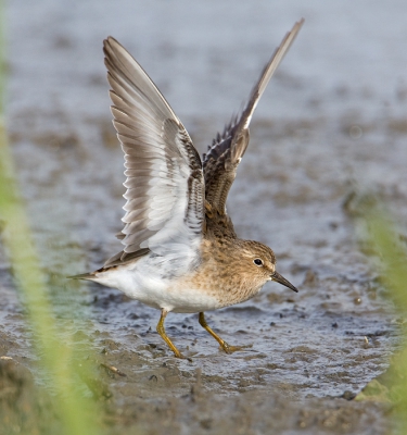 Gisteravond lang bij deze vogeltjes doorgebracht. Ik heb dezelfde verbazing als Rob Kuiper toen hij onlangs deze soort fotografeerde: dit strandlopertje is kleiner dan een huismus! De keren dat ik ze als vogelaar door de telescoop heb gezien, viel mij dit niet op, maar zo dichtbij wel.