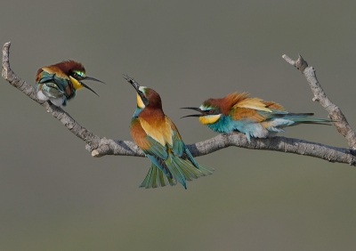 Merops apiaster / Bijeneter / European Bee-eater Merops apiaster / Bijeneter / European Bee-eater