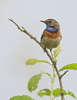 Tussen de buien door heb ik me 10 minuten bezig kunnen houden met deze Blauwborst.