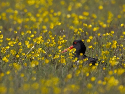 Tussen de boterbloemen hield deze Scholekster zich op.
Het vormt een kleurig geheel.