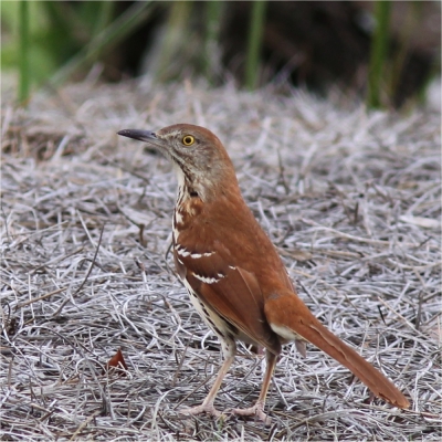 Slechts 2 foto's zijn van deze soort terug te vinden op Birdpix en deze zijn ook al enige jaren oud. In Florida heb ik deze gespot op de voorlaatste dag van mijn vakantie.