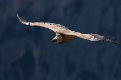 From the panoramic areas along the " Route des Cretes" you can have some opportunities to see the vultures  a few meters fliyng from your camera.