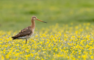 Wanneer je langs de grasakkers rijd, dan staan de meeste vol gele bloemen. Maar ja nu nog een leuke foto met een vogel erin. Vandaag redelijk gelukt. Ondanks dat er niet veel zon te bekennen was toch dit plaatje kunnen maken.