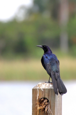 Dit is de man. Een zwarte vogel is moeilijk in detail goed op de foto te krijgen. Deze staat er goed op!