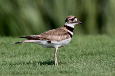 Deze Killdeer zat even rustig in het gras en liet zich kort fotograferen.