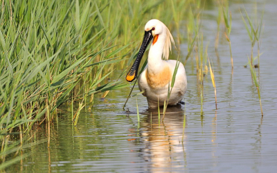 dit is de tweede foto, die ik zelf ook erg mooi vind. Achter de Hondsbosche Zeewering is een klein natuurgebied waar regelmatig ook lepelaars komen. Deze lepelaar kwam al fouragerend langs de slootkant steeds dichterbij. Een schraal zonnetje maakte het nog mooier. Kortom, een prachtige dag.