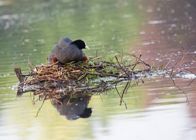 deze vanavond gemaakt vond het wel leuk die koppies van de jongen eronder uit komend.maar de natuur is hard er waren er zes in de tijd dat ik er zat had een grote snoek er al twee te pakken die te dicht bij het water kwamen.