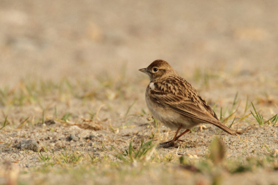 Vanavond deze kortteenleeuwerik kunnen vast leggen, er waren al meer fotograferen op af gekomen, hij is wel schuw en blijft op gepaste afstand.