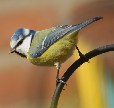 In onze tuin is het een komen en gaan van allehande fladderaars. Dit is  van de regelmatige bezoekers.