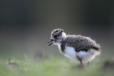 Hierbij Mijn eerste Foto op Birdpix.
Ben erg benieuwd wat jullie hier van vinden. Bij het maken heb ik op verstoring gelet, maar deze kievit jongen kwamen zelf erg dicht bij. maar trokken zich niks van mij aan ze gingen zelfs worpjes zoeken. Bij deze foto is nog net een stukje worm te zien. een bijzondere ervaring. 
Commentaar/kritiek is welkom