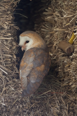 Jammer jammer de torenvalk heeft zijn nest verlaten en de vijf eieren achter gelaten.
En dan nu maar weer richten op de kerkuil.
Inmiddels zijn er zes jongen uit het ei gekropen dus nu maar hopen,dat het weer mooie plaatjes op gaat opleveren.

Gr Jan