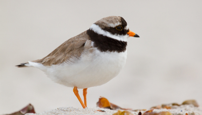 Dit is MIJN strand. Niemand die mij hier weg kan jagen!  Ook die twee tijgerende fotografen niet!  Ze zijn wel groot Wees moedig, gewoon blijven staan Wel bijzonder om ze eens van zo dichtbij te bekijken. Had ik maar een camera bij me, dan had ik nu bijzonder materiaal voor MensPix