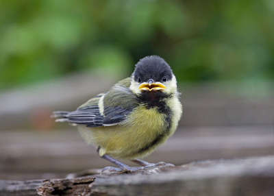 Bij de buren vloog gisteren een nestje Koolmezen uit en de meesten belandden bij ons in de tuin. Leuk om mee te maken, maar minder leuk als de jongen schreeuwen om voedsel en pa en ma laten het afweten. Een harde leerschool.