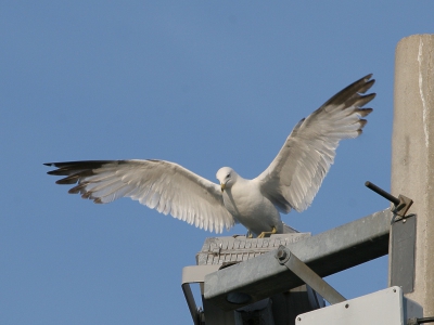 Deze zat op een lichtmast nabij een sportveld in Acton. Af en toe strekte hij eens zijn vleugels. Wegvliegen deed hij evenwel niet.

1/800, F10.0, ISO400, 400mm, bijgesneden & verscherpt.