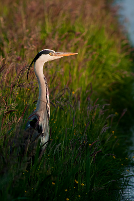 De reiger stond te genieten van het avondzonnetje, in zijn eigen vertrouwde omgeving.