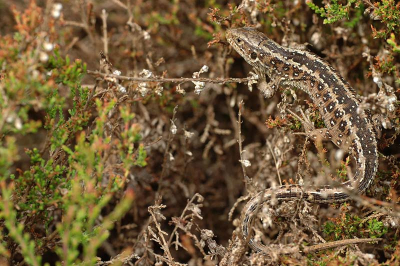Wijfje hangend in een heipol.
D70 / Sigma 185/3:5