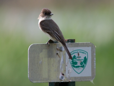 Huntley Meadows is een US state park iets zuidelijk van Washingon DC. Het is een prachtig moerasgebied met vele vogels maar ook allerlei libellen, reptielen en zelfs bevers heb ik er gezien. Deze Oostelijke Phoebe hield een en ander goedin de gaten vanaf zijn uitkijkpost.