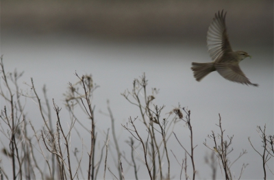 Gelukt of Mislukt ?

De onscherpte van een vogel resulteert normaliter bij mij automatisch in het indrukken van de delete knop.
Bij deze foto echter kreeg ik onmiddelijk het gevoel dat ik dat niet moest doen en hoe langer ik er naar keek hoe mooier ik de foto begon te vinden.
Zijn er meer Birdpixers die dit kunnen waarderen ?

Groet,

Deckard