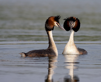 More  then two hour hidden on the shore I wached the birds, and finally I made a few shots of the pair.