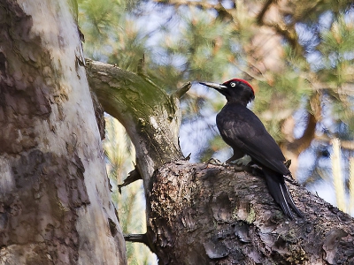 Tijdje doodstil in het bos zitten wachten op een plek waar ik vaker spechten hoor. Een enkele keer de zwarte zien overvliegen of gehoord in het verleden. En daar was ie ineens! Prachtige vogel. Zat ook nog toevallig zo dat ik hem kon fotograferen.