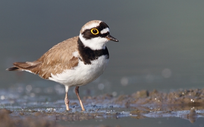 Terwijl ik druk bezig was met de aanwezige kluten zat deze kleine plevier op nog geen 5 meter afstand (hoelang?) Voorzichtig de lens verplaatsen, de min. focus switchen, en ja nog net op tijd! Eindelijk deze kleine rakker met wat meer detail kunnen vastleggen! Ik ben er blij mee. Groet Leendert