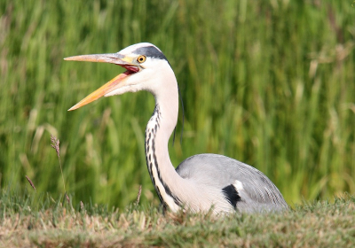 Deze hongerige reiger ving niets. Vanuit de auto gemaakt.