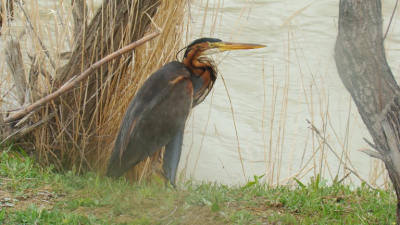 The Purple Heron (Ardea purpurea) is a wading bird in the heron family Ardeidae, breeding in Africa, central and southern Europe, and southern and eastern Asia. The European populations are migratory, wintering in tropical Africa; the more northerly Asian populations also migrate further south within Asia. It is a rare but regular wanderer north of its breeding range.