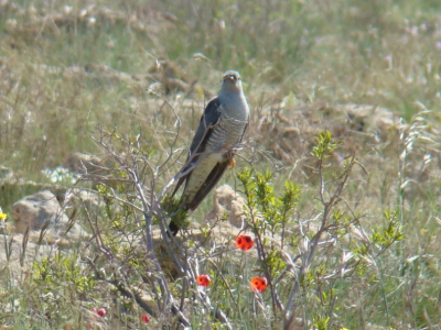 The Common Cuckoo (Cuculus canorus) (formerly European Cuckoo) is a member of the cuckoo order of birds, the Cuculiformes, which also includes the roadrunners, the anis and the coucals.

This species is a widespread summer migrant to Europe and Asia, and winters in Africa. It is a brood parasite, which lays its eggs in the nests of other bird species, particularly of Dunnocks, Meadow Pipits, and Eurasian Reed Warblers