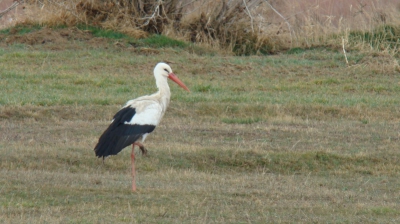 The White Stork (Ciconia ciconia) is a large bird in the stork family Ciconiidae. Its plumage is mainly white, with black on its wings. Adults have long red legs and long pointed red beaks, and measure on average 100115 cm (3945 in) from beak tip to end of tail, with a 195215 cm (7785 in) wingspan. The two subspecies, which differ slightly in size, breed in Europe (north to Estonia), northwestern Africa, southwestern Asia (east to southern Kazakhstan), and southern Africa. The White Stork is a long-distance migrant, wintering in Africa from tropical Sub-Saharan Africa to as far south as South Africa, or on the Indian subcontinent. When migrating between Europe and Africa, it avoids crossing the Mediterranean Sea and detours via the Levant in the east or the Strait of Gibraltar in the west, because the air thermals on which it depends do not form over water.