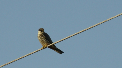 The Eurasian Hobby (Falco subbuteo), or just simply Hobby, is a small slim falcon. It belongs to a rather close-knit group of similar falcons often considered a subgenus Hypotriorchis.