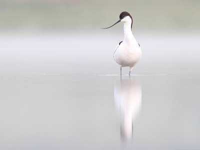 Nog een foto van gistermorgen. Bij het opklaren van de zeer dichte mist prikte het zonnetje er heel subtiel doorheen. Geen bijzondere vogelfoto maar vanwege de sfeer en de schoonheid van deze kluut blijf ik er naar kijken. 
Groet leendert